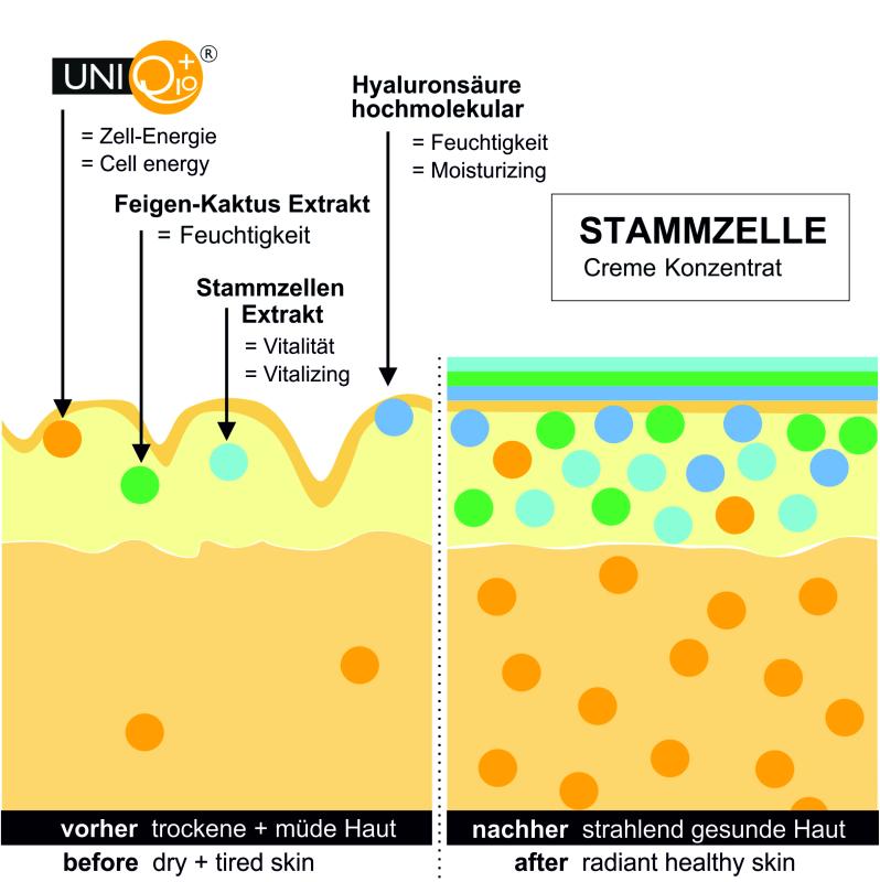 Stammzelle Creme-Konzentrat Wirkweise bei müder Haut